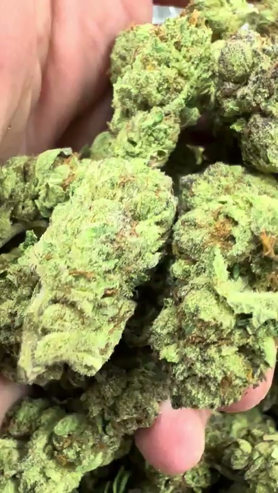 Lemon Cherry x Runtz — wholesale hybrid flower