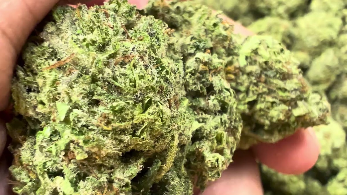 Gelato POP — wholesale hybrid flower