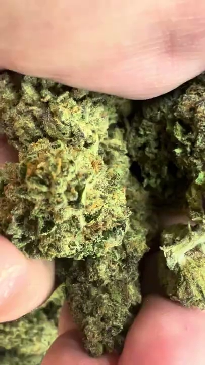 CGF Love — wholesale hybrid flower