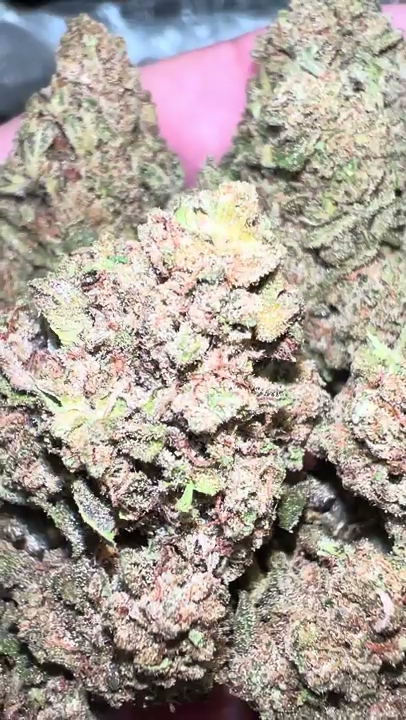 Crush Berry — wholesale hybrid flower