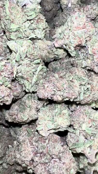 Gold Miner — wholesale hybrid flower