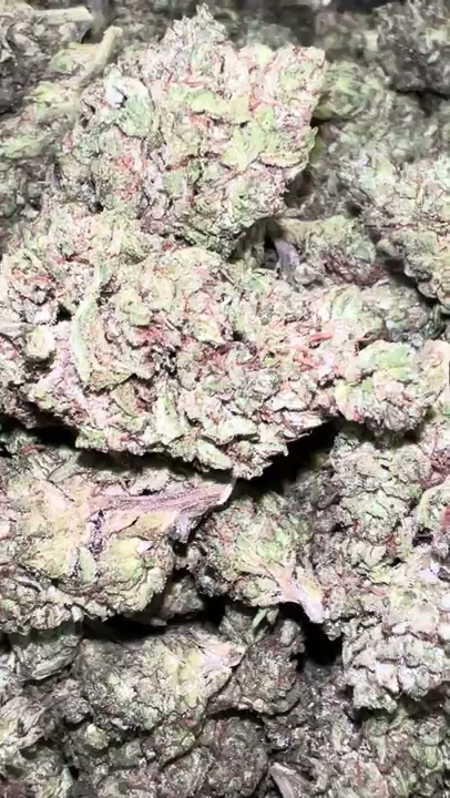 Happy Pineapple (Green Phyeno) — wholesale hybrid flower