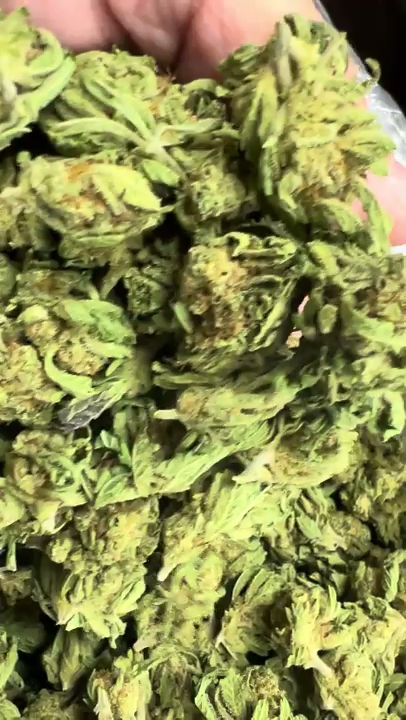 Sherbert — wholesale hybrid flower