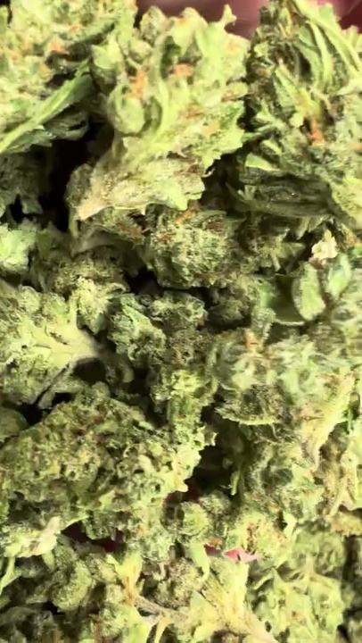 Gelato — wholesale hybrid flower