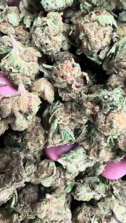 Wedding Crasher — wholesale hybrid flower