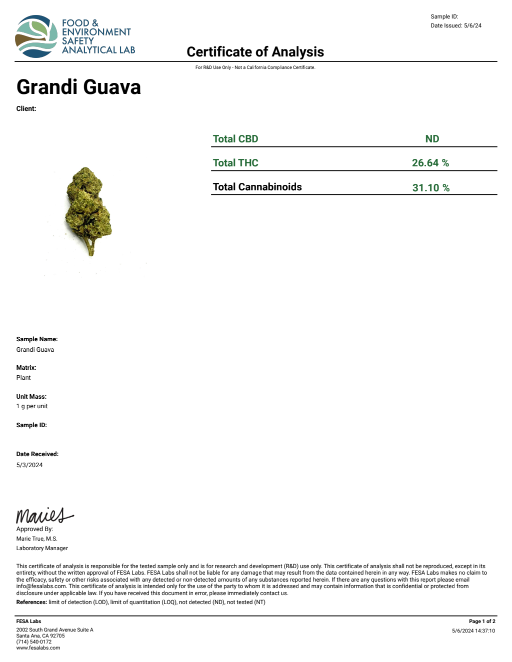 Grandi Guava — wholesale hybrid flower