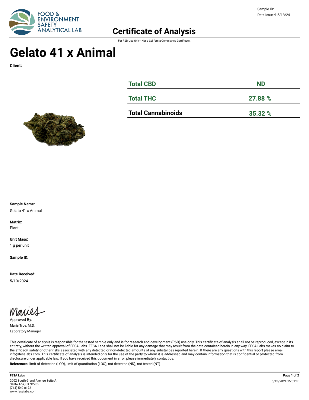 GELATO 41 X ANIMAL — wholesale hybrid flower