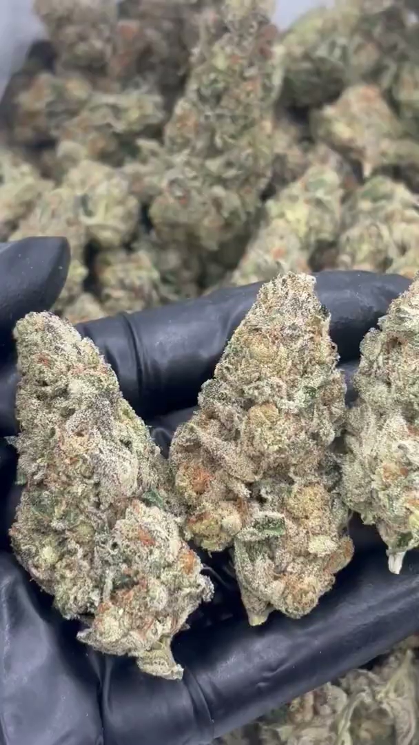 Pop Rocks Big — wholesale hybrid flower