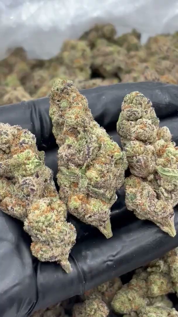 Purple Tesla Big — wholesale indica flower