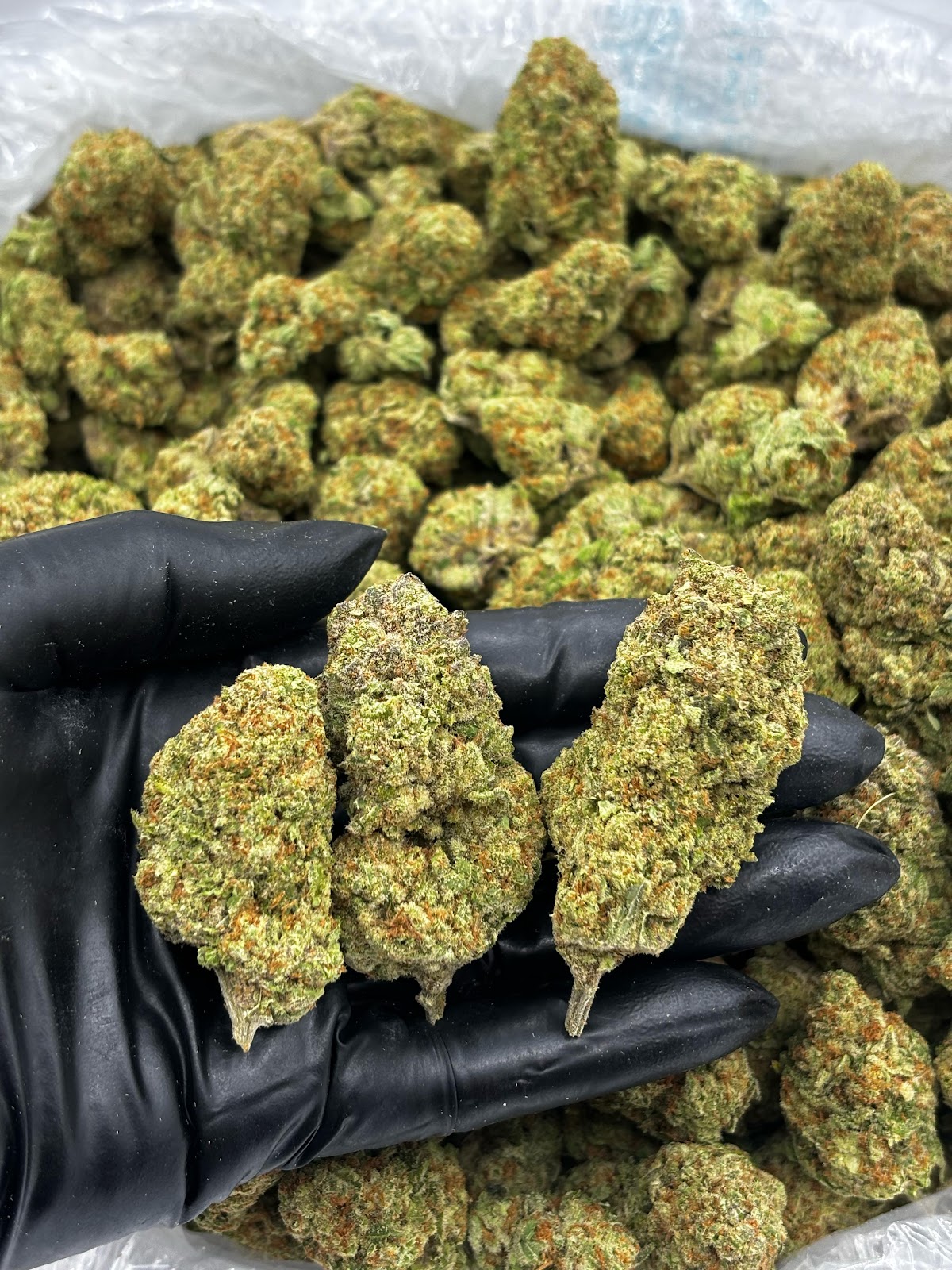 White Guava Big — wholesale sativa flower