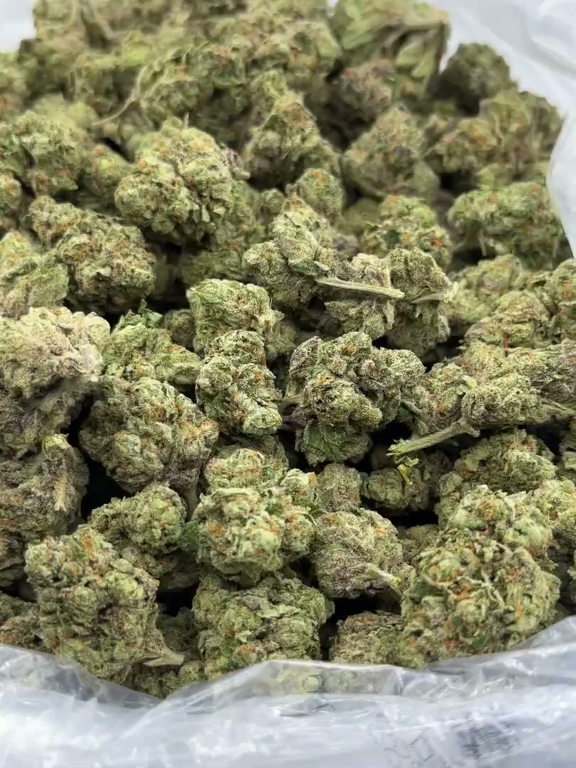 Gelato #41 Big — wholesale hybrid flower
