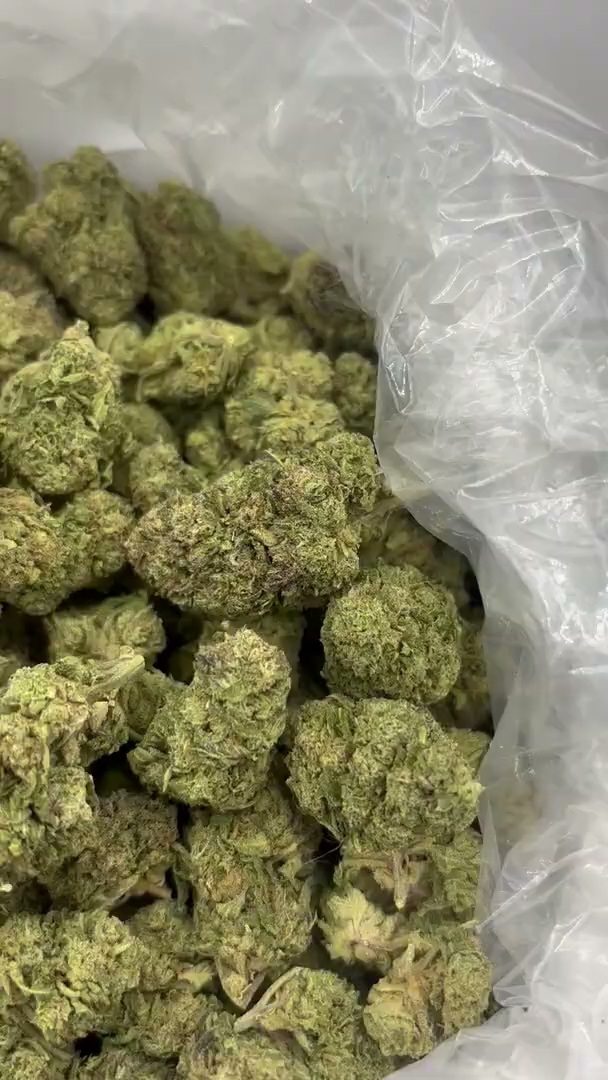 Pink Fritter Big — wholesale hybrid flower