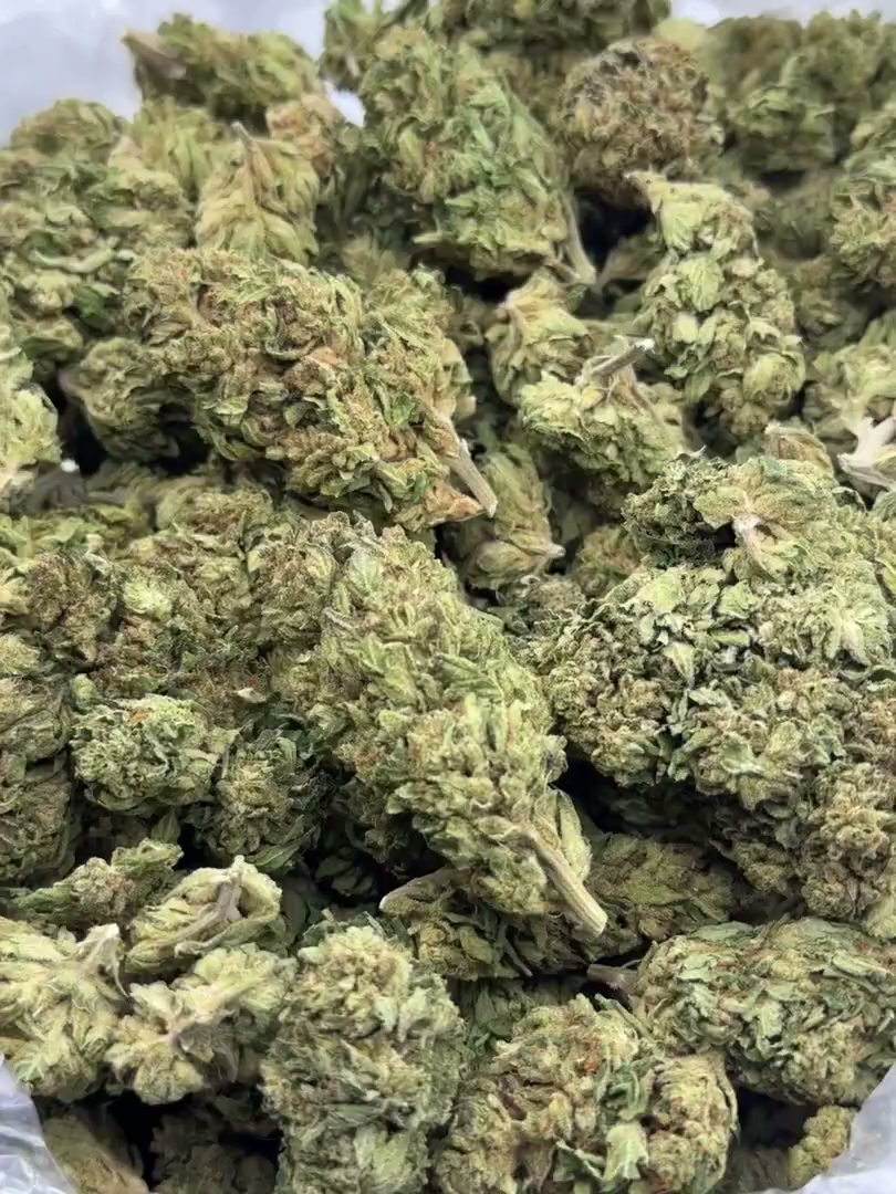 Snow Man Big — wholesale hybrid flower