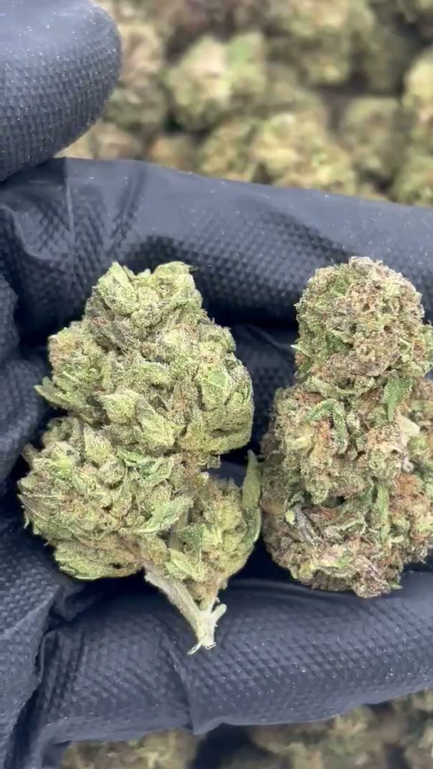White Wedding Big — wholesale hybrid flower