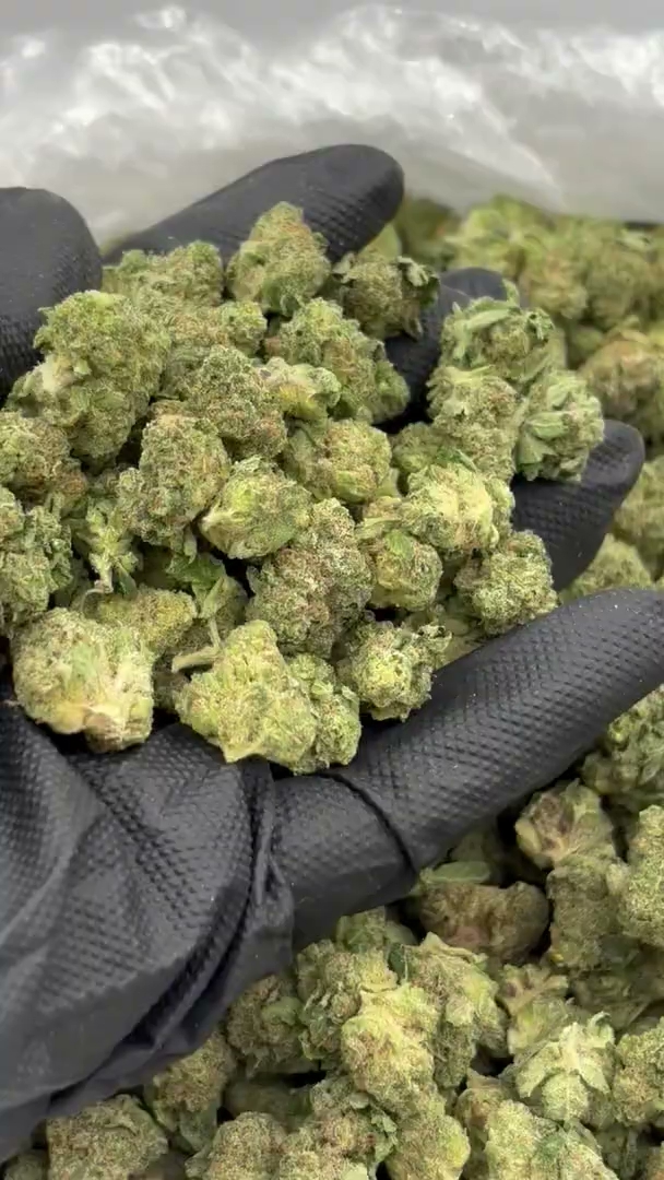 Citrus Jack Med — wholesale sativa flower