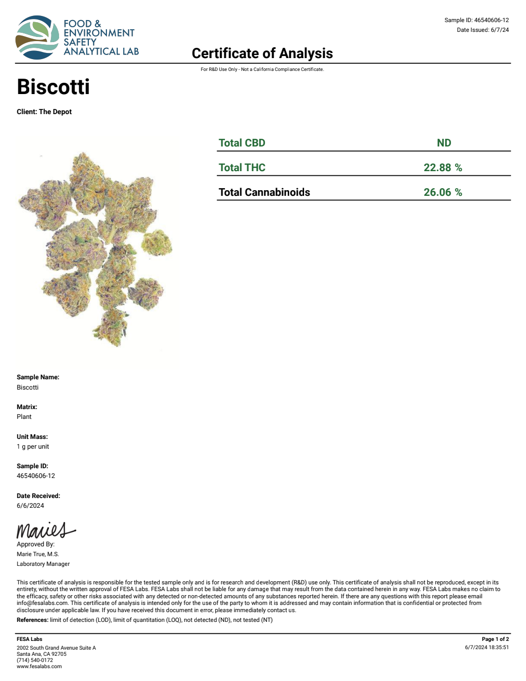 T6U9-IVD Biscotti Big — wholesale hybrid flower