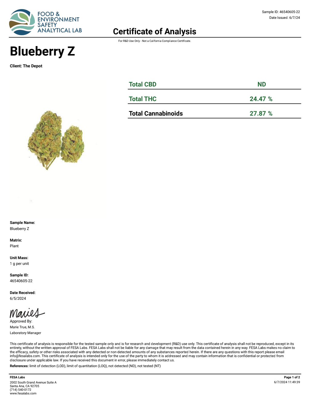 H0D7-IVE Bluejelly Muffin Big — wholesale hybrid flower