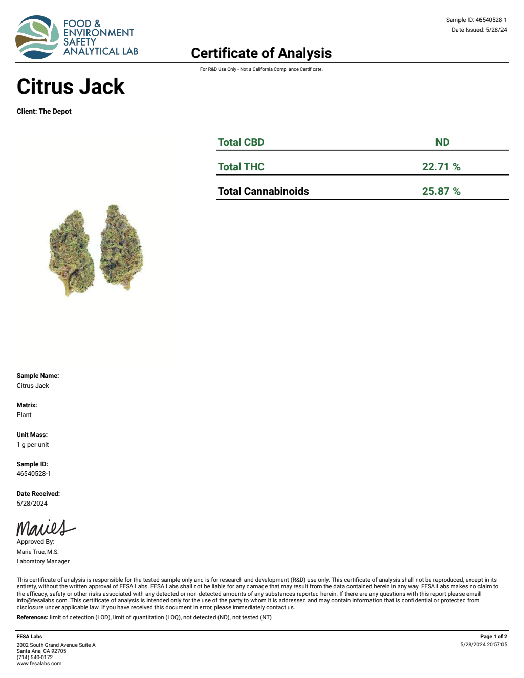 H3S9-VB Papaya Punch Big — wholesale hybrid flower