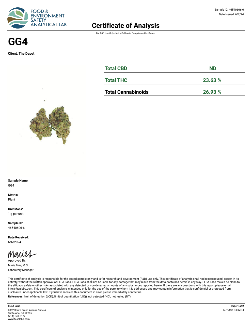 G8N4-VB Sharpei Big — wholesale hybrid flower