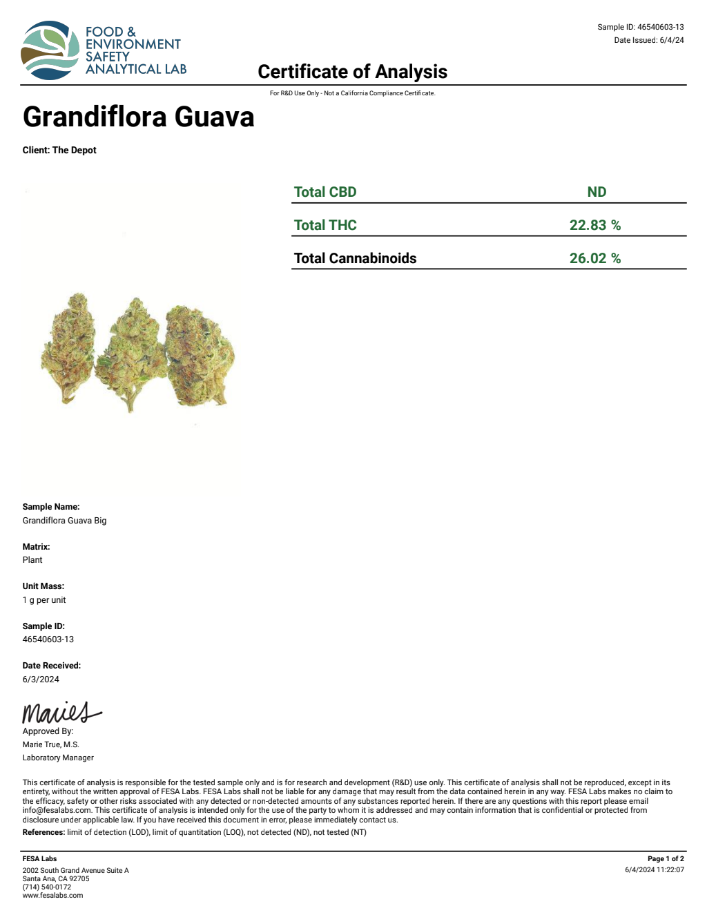 H3S9-VB Blue Meteorite Small — wholesale hybrid flower