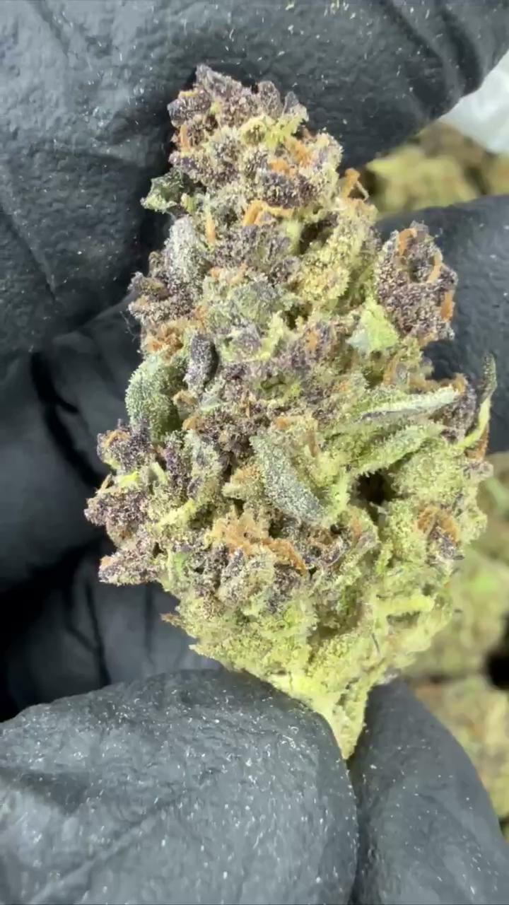 TROPICANA CHERRY — wholesale hybrid flower