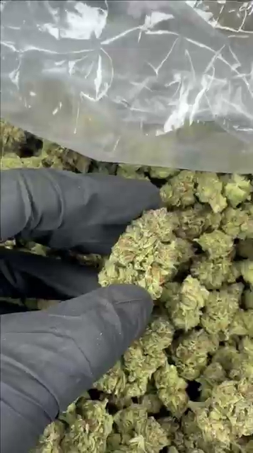 RUNTZ — wholesale hybrid flower