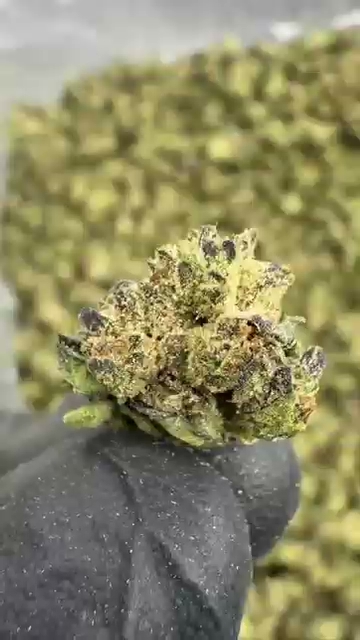 ZONUTS SMALLS — wholesale hybrid smalls
