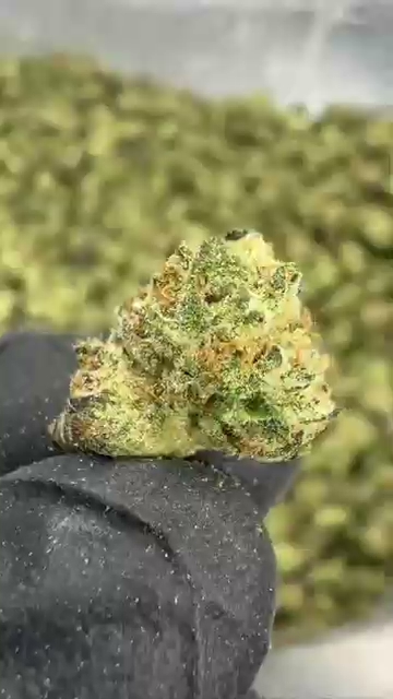 CADILLAC RAINBOW SMALLS — wholesale hybrid smalls