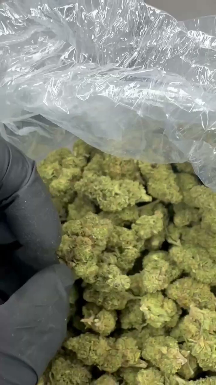 APPLE FRITTER — wholesale hybrid flower