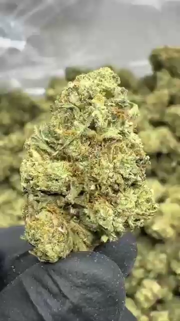 GELLO SHOTS MEDIUMS — wholesale hybrid flower