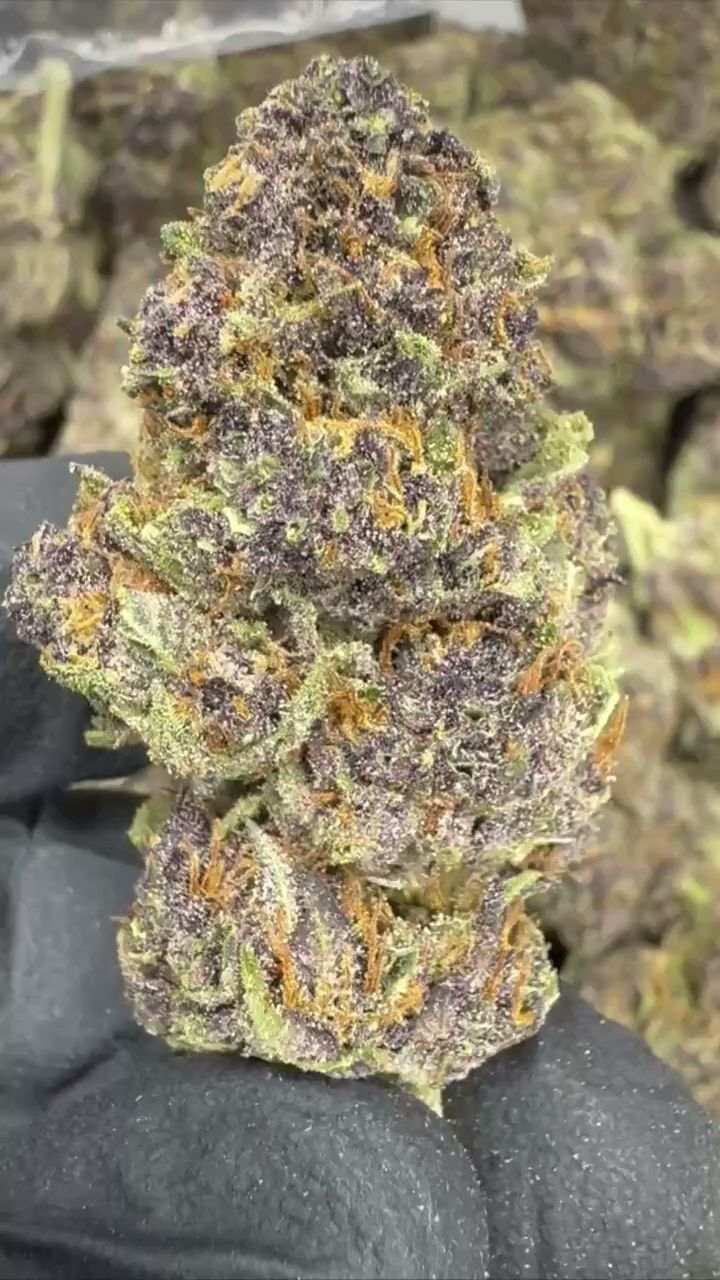 TROPICANA CHERRY — wholesale sativa flower