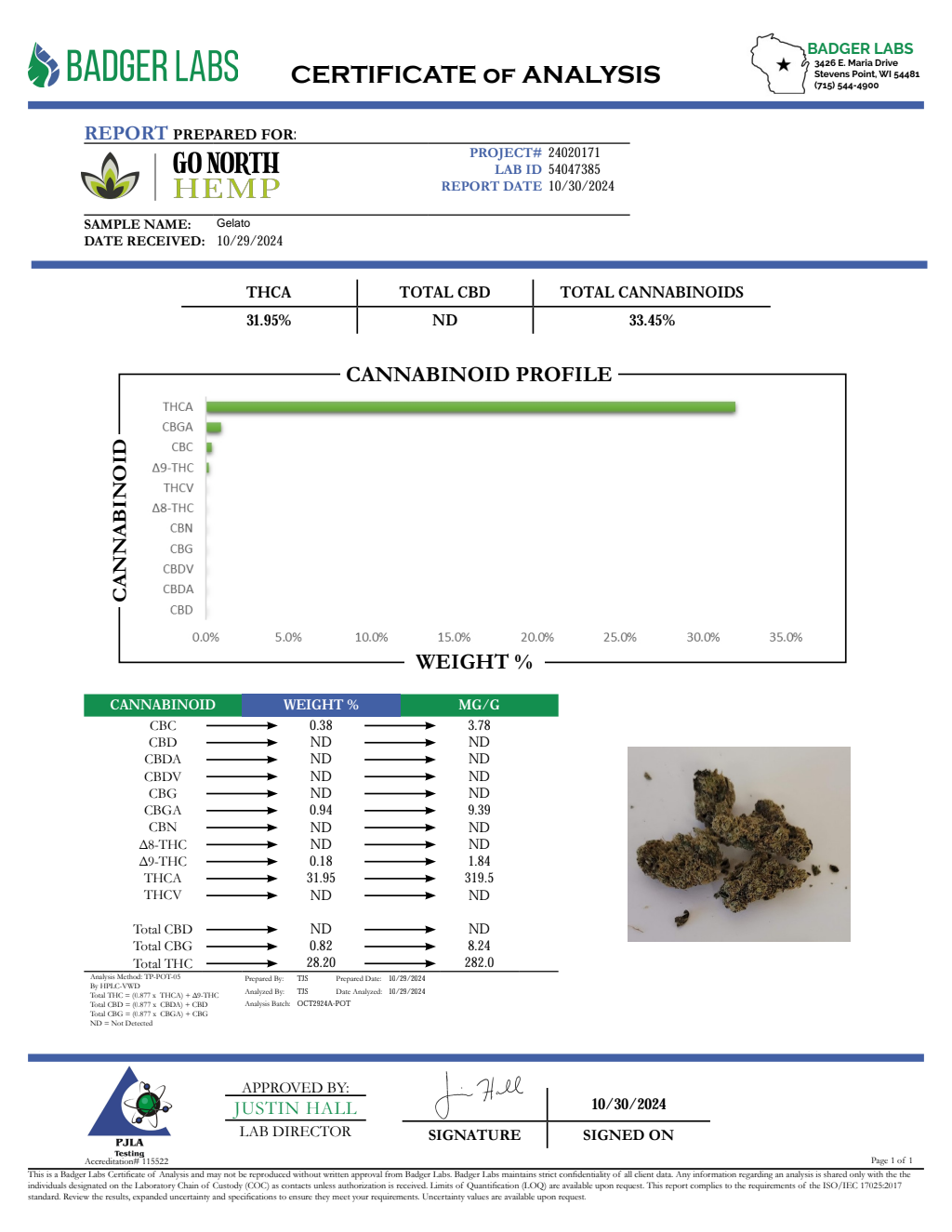 GELATO 41 — wholesale hybrid flower