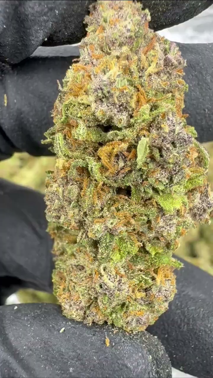 TROPICANA CHERRY — wholesale hybrid flower
