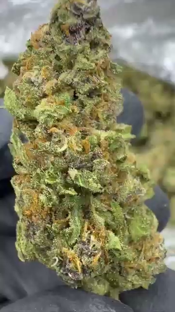 SUPER BOOF — wholesale hybrid flower