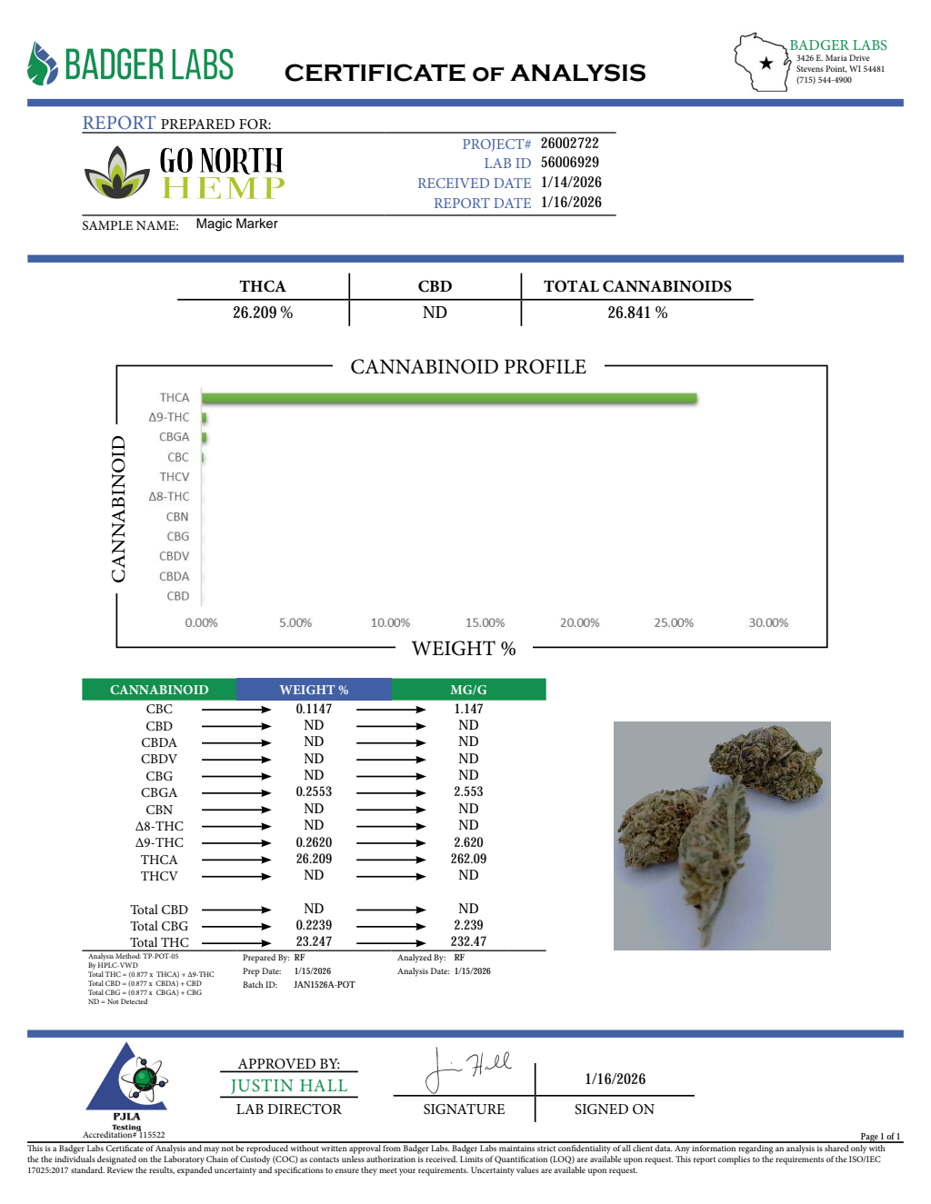 MAGIC MARKER — wholesale hybrid flower