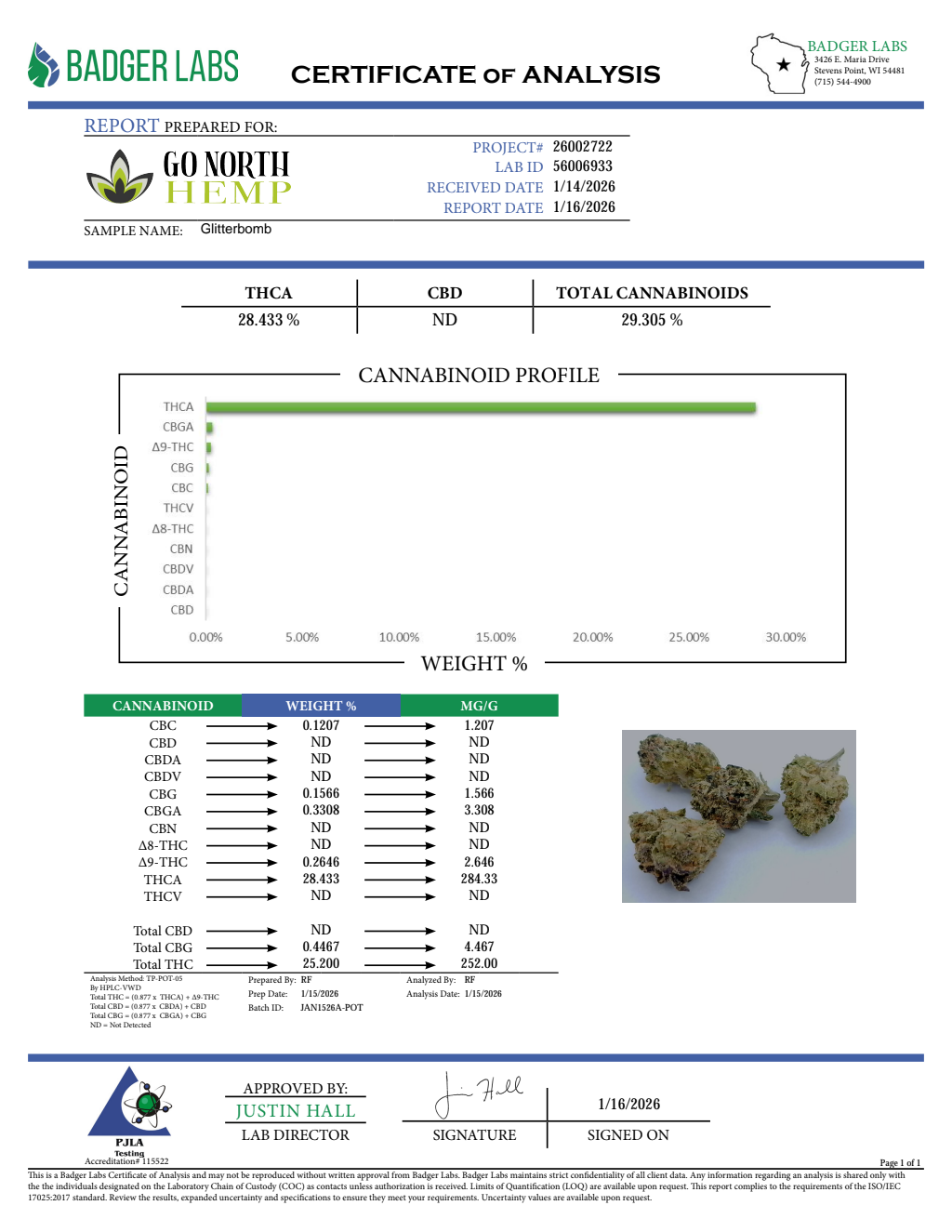 GLITTER BOMB — wholesale hybrid flower