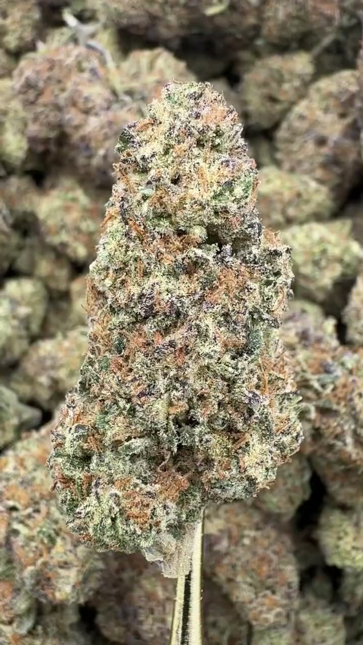 JEALOUSY — wholesale hybrid flower