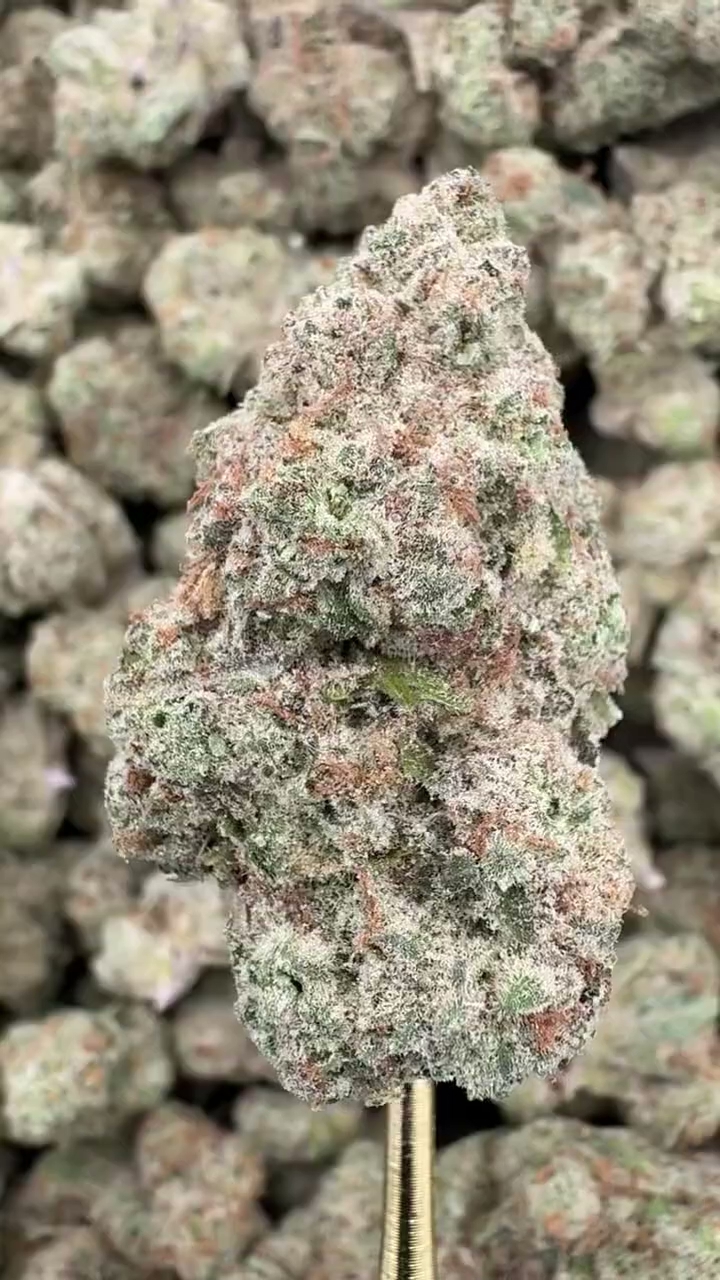 CLEMENTINE — wholesale sativa flower