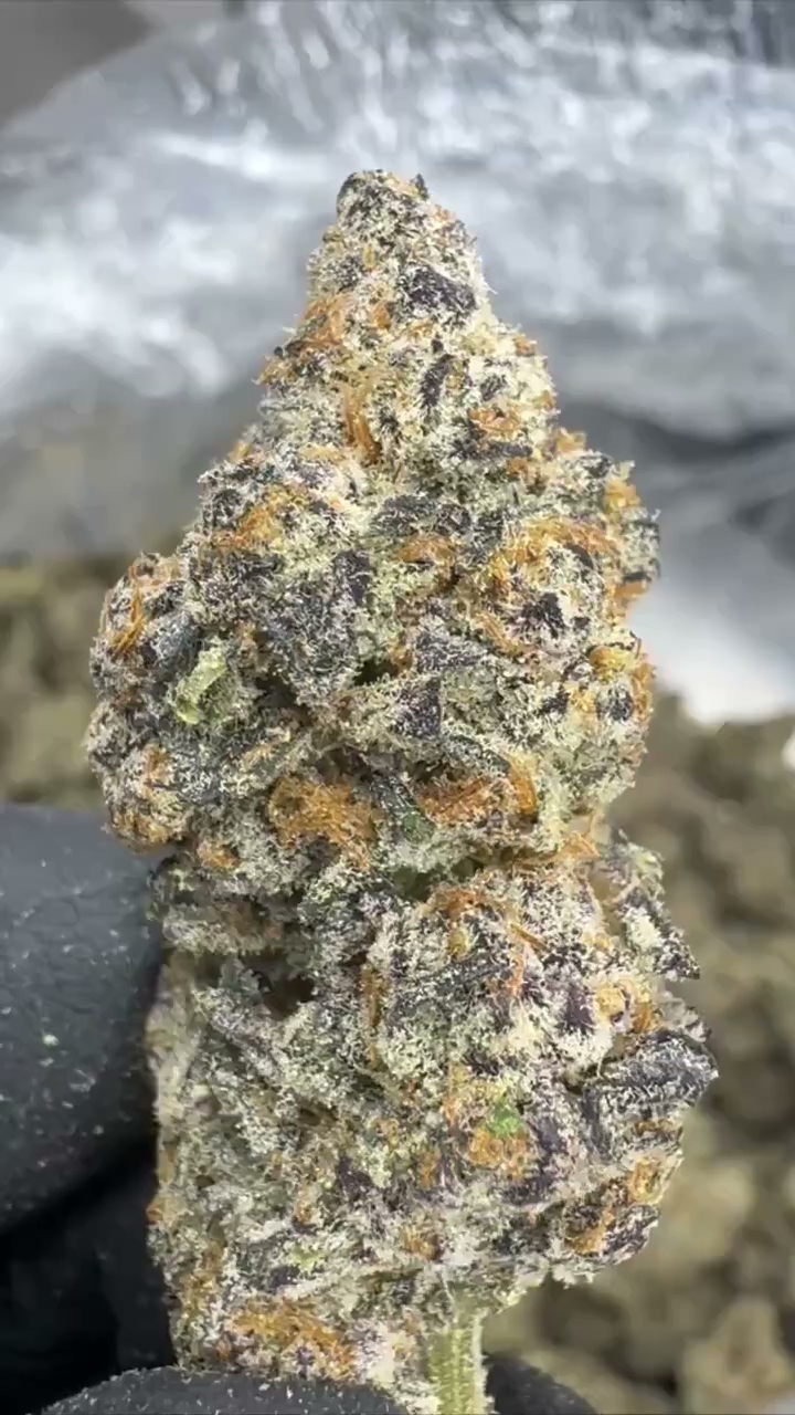 GELATO 34 — wholesale indica flower