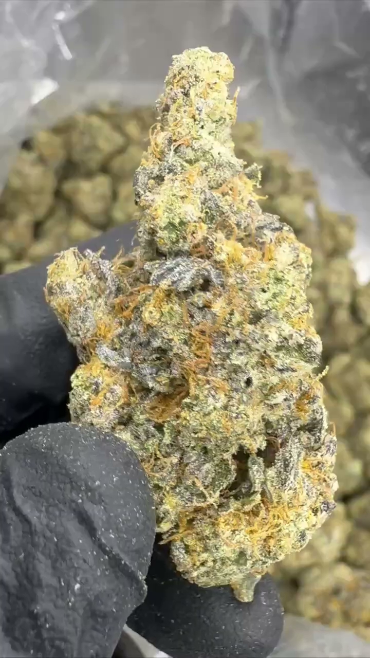 GELATO 35 — wholesale hybrid flower