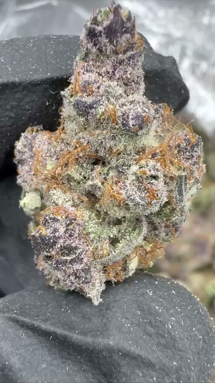 GELATO 37 — wholesale hybrid flower