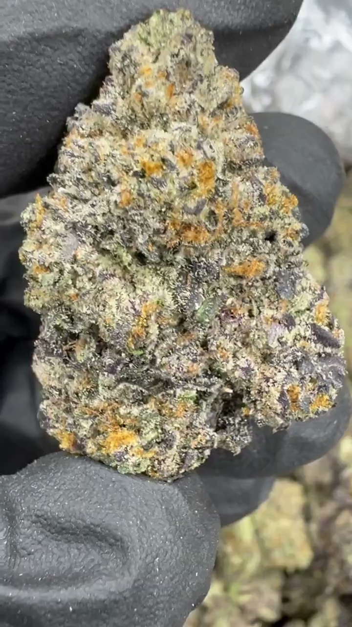 GELATO 38 — wholesale hybrid flower