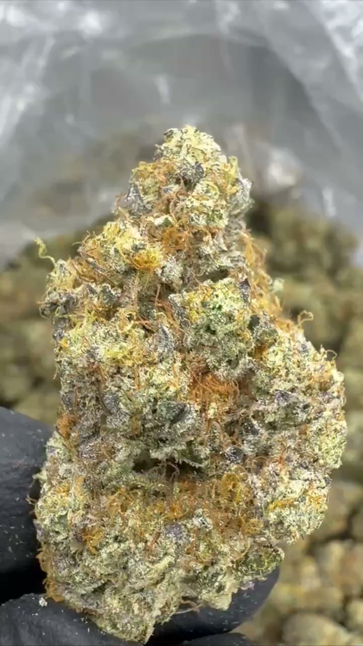 GELATO 39 — wholesale hybrid flower