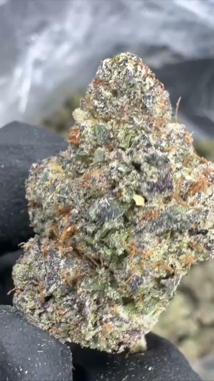 GELATO 40 — wholesale hybrid flower