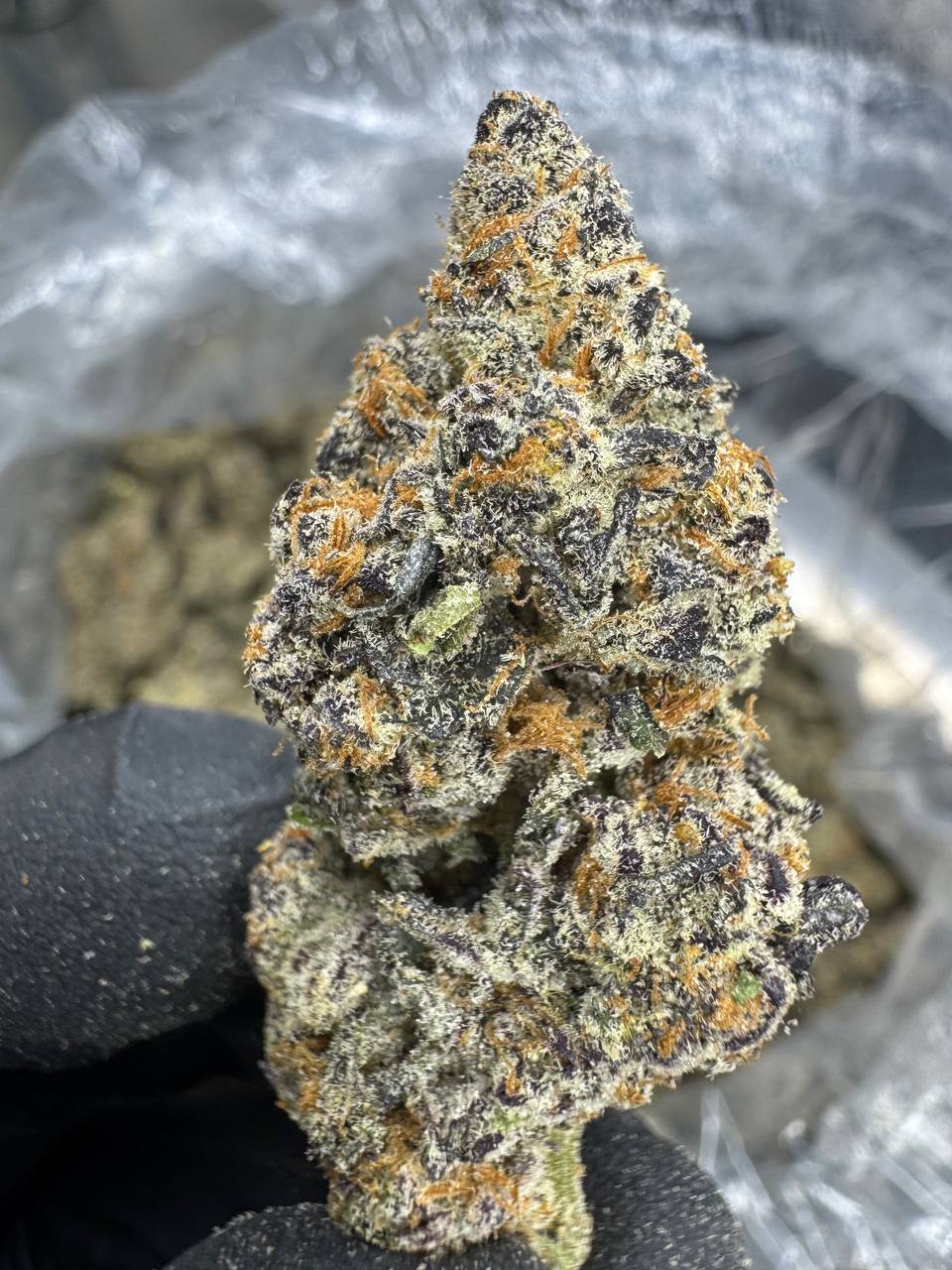 GELATO 41 — wholesale indica flower