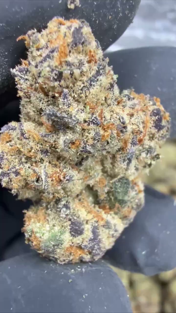GELATO 45 — wholesale hybrid flower