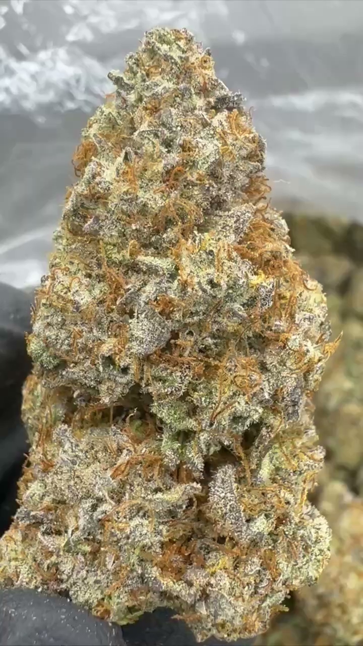 GELATO 46 — wholesale hybrid flower