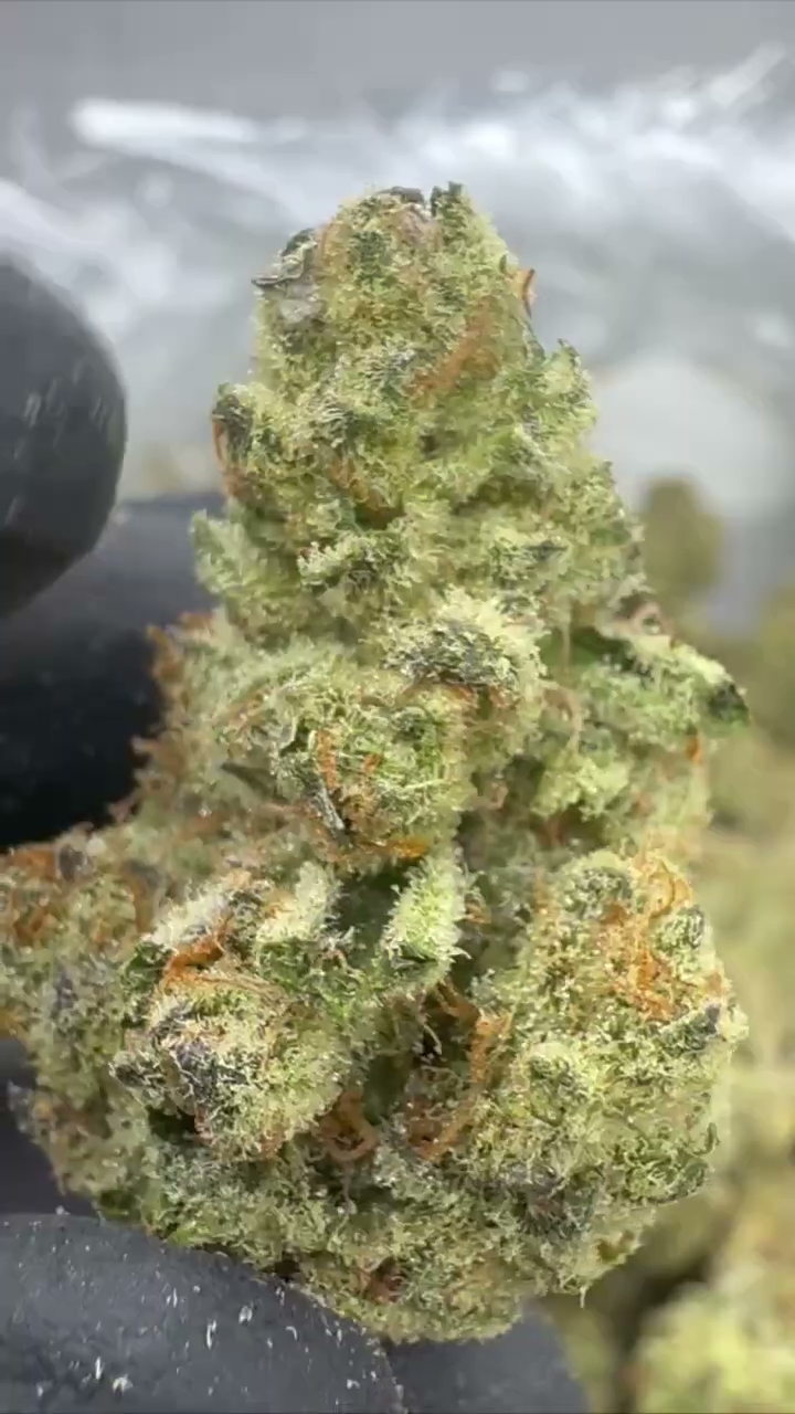 GELATO 47 — wholesale indica flower