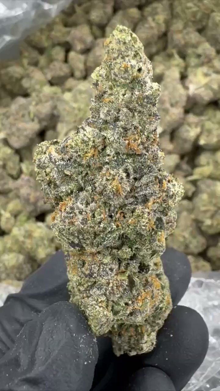 GELATO 48 — wholesale hybrid flower