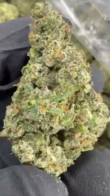 GELATO 49 — wholesale hybrid flower